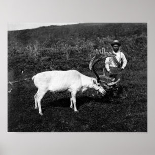 Poster Esquimó do Alasca e rena capturada