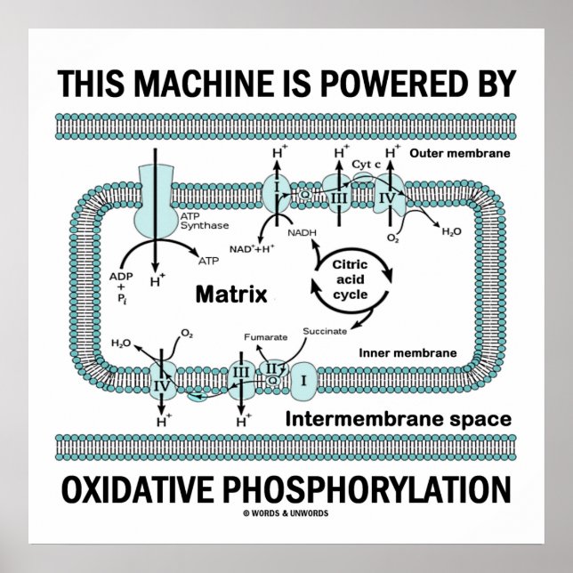 Poster Esta Máquina Acionada Por Fosforilação Oxidativa (Frente)
