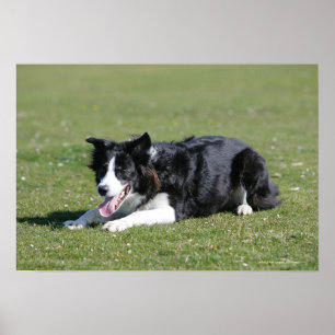 Poster Estabelecimento de border collie