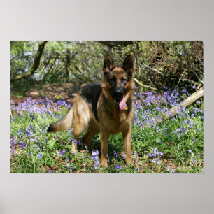 Póster Estabelecimento do german shepherd