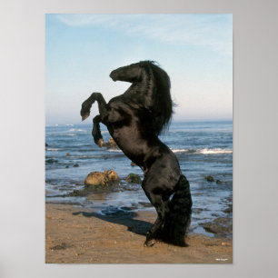 Poster Estalhão Negro Frísia A Arremessar-Se Na Praia