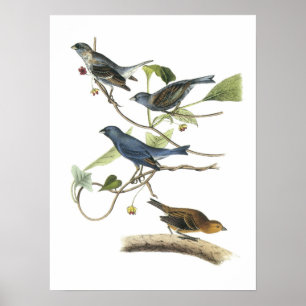 Poster Estamenha de índigo por Audubon