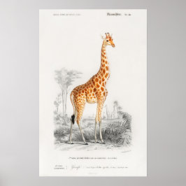 Poster Estampa de girafa