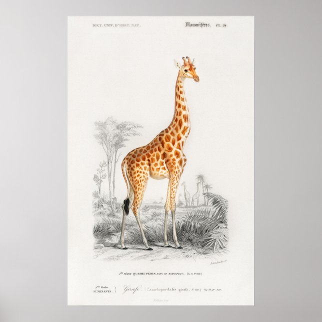 Poster Estampa de girafa (Frente)