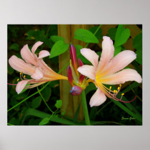Póster Estampa Floral de Lírio Rosa Belladonna Botânica