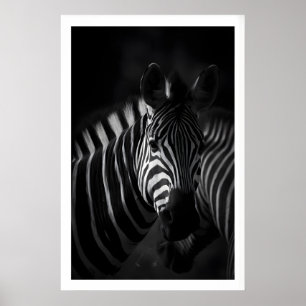 Poster Estampa Preto e Branco de Zebra, Retrato em Close-