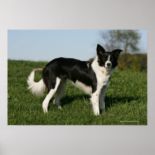 Póster Estar de border collie
