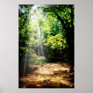 Poster Estar quieto (Poster de Paisagem Florestal)