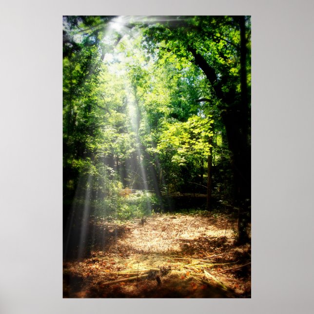 Poster Estar quieto (Poster de Paisagem Florestal) (Frente)