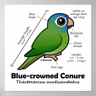 Poster Estatísticas de Conure Birdorable Blue-coroadas