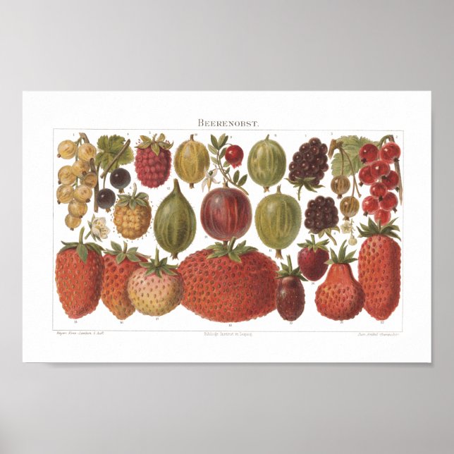 Poster Estética Antiquada dos Berries de Fruta Vintage (Frente)