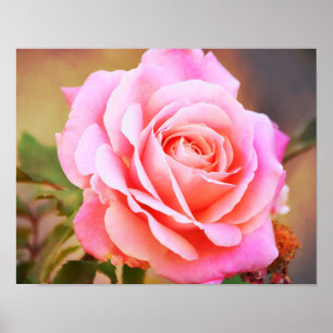 Poster Estilo de Arte Fotográfica Rosa Rosa Rosa Rosa Ros