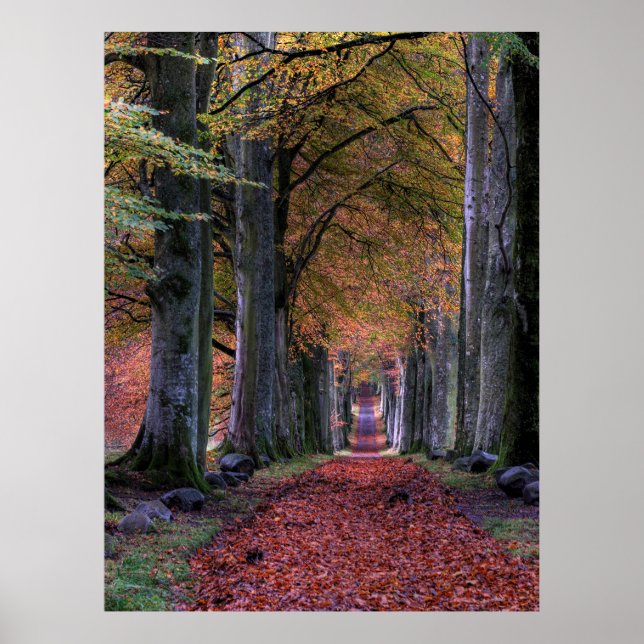 POSTER ESTRADA COM FOLHAS DE CHEIO ENTRE ÁRVORES (Frente)