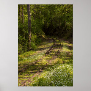 Poster Estrada De Ferro Abandonada Numa Floresta