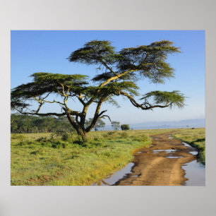 Poster Estrada de terra primitiva e árvore de acácia, Lag