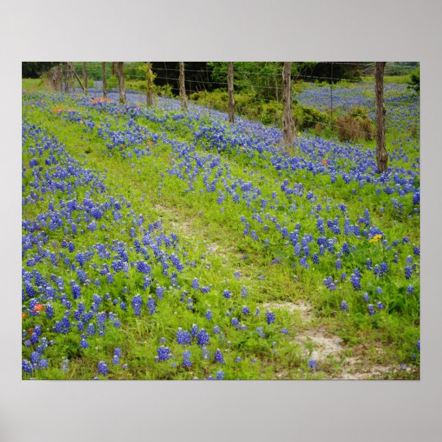 Poster Estrada do País Bluebonnet (Frente)