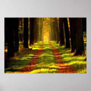 Póster Estrada Floresta Lindo