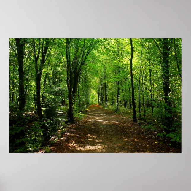 Poster Estrada Florestal Encantada 5 (Frente)