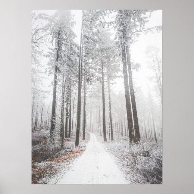 Poster Estrada misteriosa numa floresta de neblina congel (Frente)