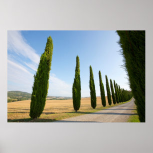 Poster Estrada Rural Arborizada, Toscana