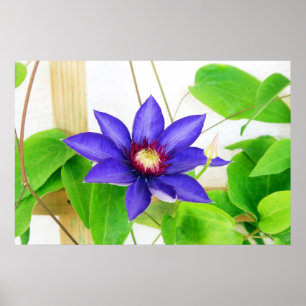 Póster estrela azul