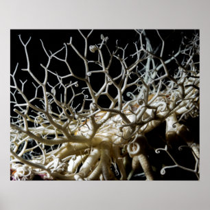 Póster Estrela de cesta (eucnemis) do Gorgonocephalus -