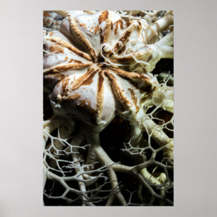 Poster Estrela de Cesta (Gorgonocephalus eucnemis) - Post