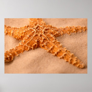 Póster Estrela do mar