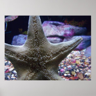 Poster Estrela do Mar