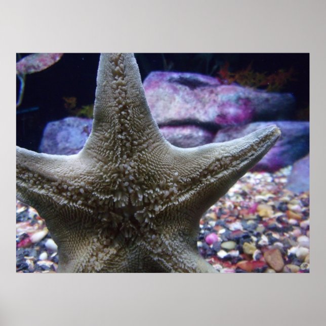 Poster Estrela do Mar (Frente)