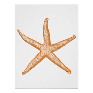 Póster Estrela-do-mar