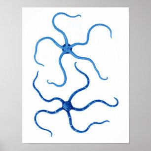 Póster Estrela do mar azul não decoração da parede de 