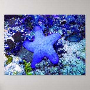 Poster Estrela do mar azul tropical que descansa no coral