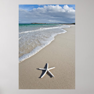 Poster Estrela do mar em uma praia remota