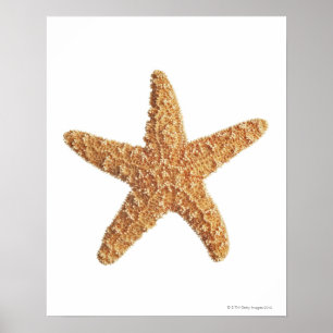 Poster Estrela do mar isolada no branco