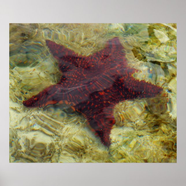 Póster Estrela-do-mar Subaquática nas Bahamas (Frente)