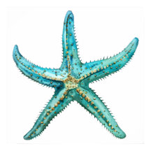 Estrela-do-mar turquesa 24 x 24