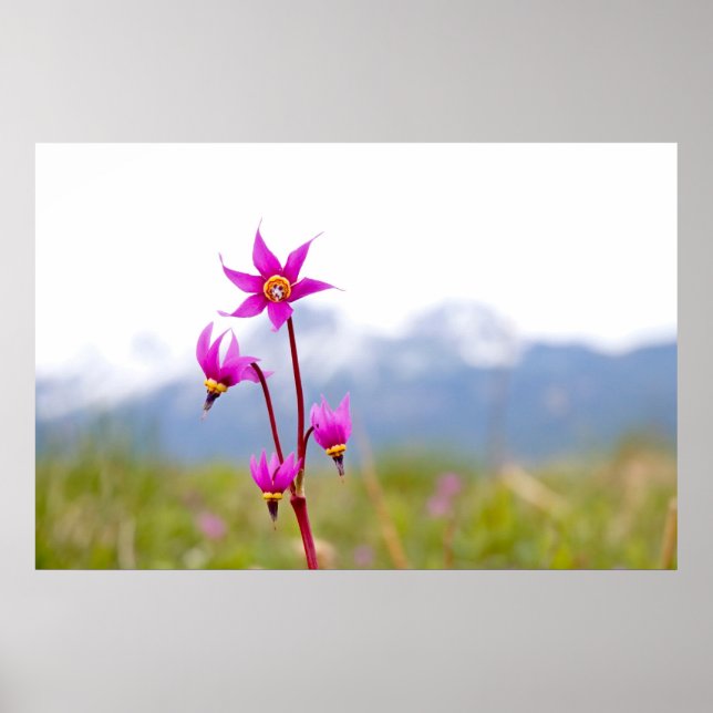 Póster Estrela fotografada (Frente)