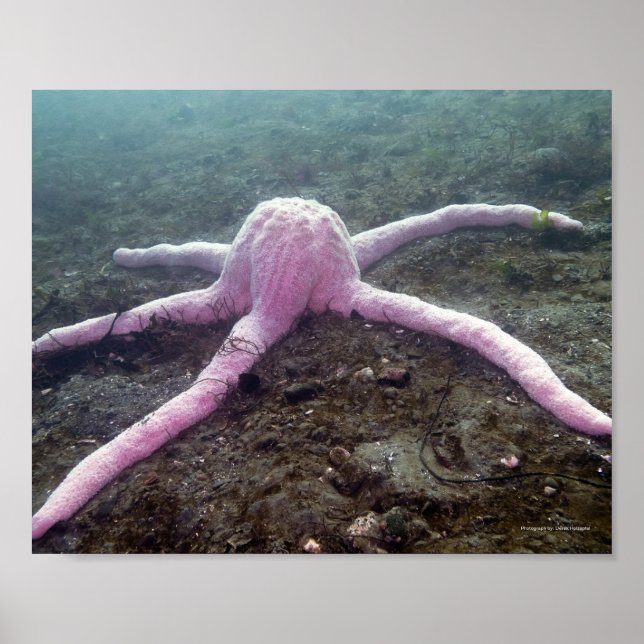 Póster Estrela Rosa Gigante (Pisaster brevispinus) (Frente)