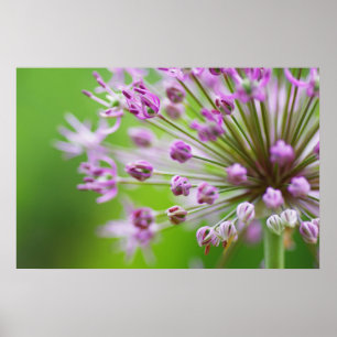 Poster Estrelas pequenas
