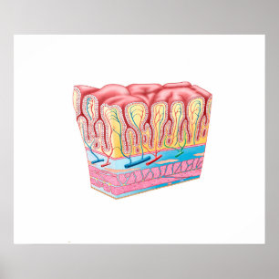 Póster Estrutura da anatomia e camadas da parede de