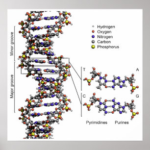 Póster Estrutura do diagrama do ácido Deoxyribonucleic d