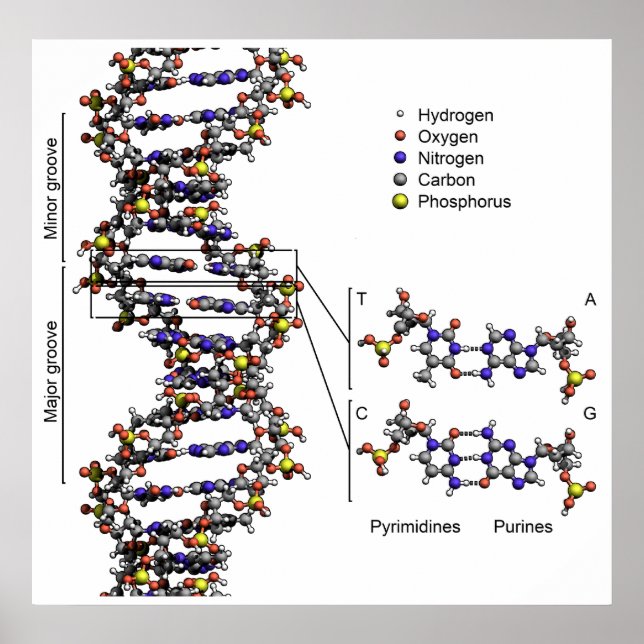 Póster Estrutura do DNA Diagrama do Ácido Desoxirribonucl (Frente)