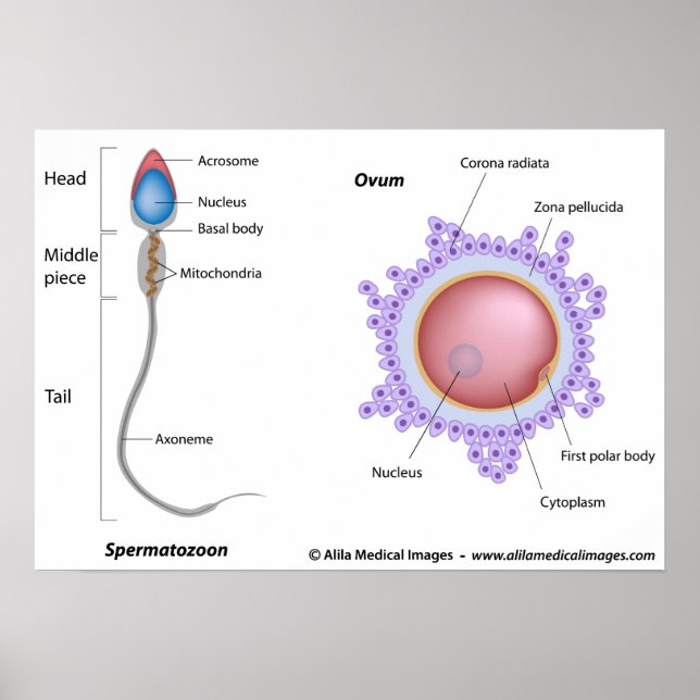 Póster Estrutura do ovo e do esperma (Frente)