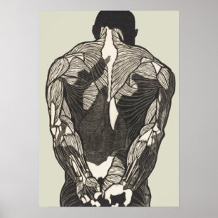 Poster Estudo anatômico dos músculos das costas de um hom