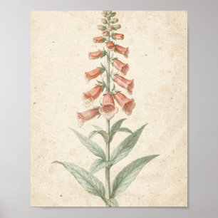 Poster Estudo Botânico da Flor de Coral Foxglove