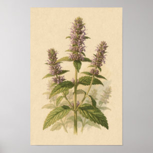 Poster Estudo Botânico de Anise Hyssop   Cartaz 12 × 18