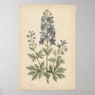 Poster Estudo Botânico de Delphinium em Marfim