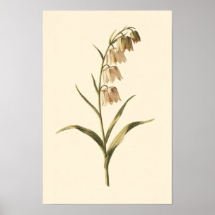 Poster Estudo Botânico de Fritillária   Cartaz 30 × 45 cm