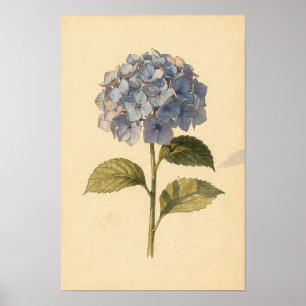 Poster Estudo Botânico de Hortênsia Azul em Marfim